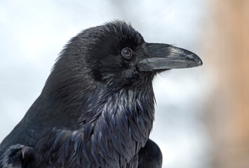Portrait of a Raven