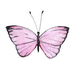 Tropical pink flying insect watercolor clip art
