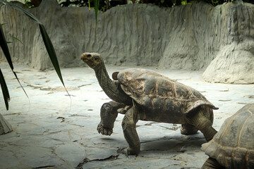 Huge Pinzon Island giant tortoise walking along its paddock, looking for tasty leaves to eat....