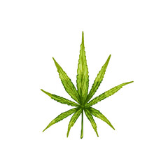 Marijuana leaf. Vintage black vector engraving illustration