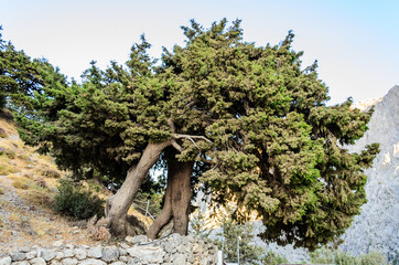 Isolated Young Olive Tree on a Rocky Ground of a Tall Mountain in Crete Island, Greece.