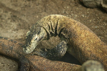 Beautiful Komodo dragon lizard in all its beauty. The head of Varanus komodoensis, which is looking for suitable food. species of large lizard endemic. Animal mating