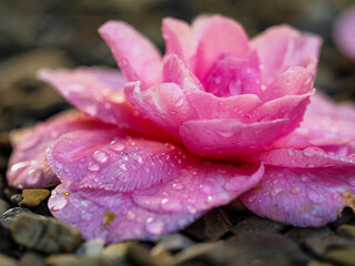 Camelia