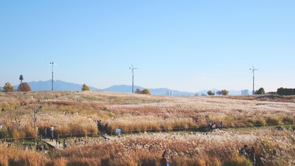 Windmills Among Silver Grass