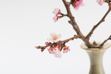 Colorful vase and flower arrangement apricot flowers on white background