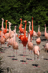 Group of beautiful red-pink American flamingo birds walking near a lake. Phoenicopterus ruber with long thin legs. Caribbean flamingo with long necks go after the sound