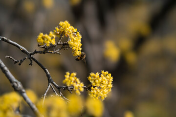 blooming tree in spring, yellow flowers, bee on flowers