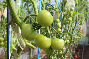 Beautiful growing green tomatoes in a greenhouse. Close-up. Background.