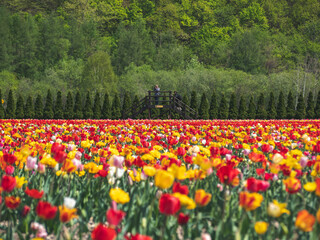 field of tulips