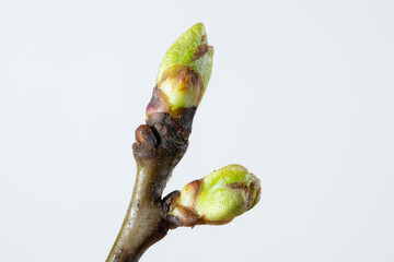 Zweig mit Knospen, Triebe