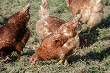 Ein Huhn auf einer Wiese 