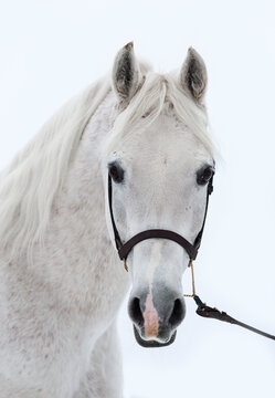 White Arabian horse portrait on light background