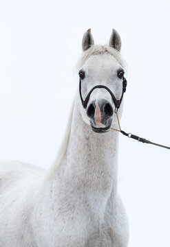 Arabian horse stallion isolated on light background