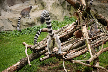 male ring-tailed lemur aimed its ass and tail at the camera. A fun photo of gray monkeys. Lemur catta commutes to leftovers. member of the Lemur genus © Fauren