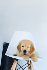 A Golden retriever puppy waiting on white chair.