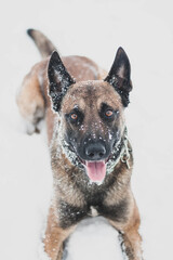 Belgian shepherd dog with a snowy face