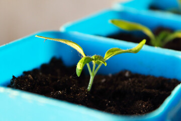 Tomato seedling in a pot on the window of the house. Close-up. Selective focus. Background. Texture.