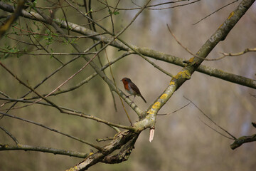 Perching on the tree observing the world 