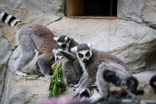 group of ring-tailed lemurs select the best and tastiest stalks of grass to eat. Lemur catta - lunch time. the most recognized lemur. Species Primates. Funny monkeys