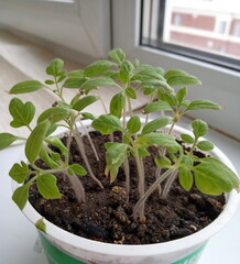 tomato seedlings in a container on the windowsill