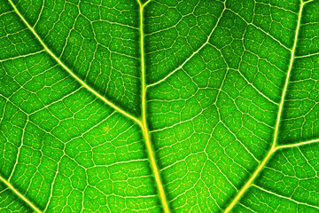 Green Leaf Macro. Textures Of Ficus Green Leaves. Extreme close up texture of green leaf veins. Leaf Vein Skeleton. horizontal green leaf texture for pattern and background. Artwork
