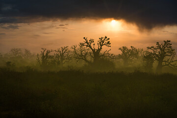 Silhouettes de baobabs en Afrique au petit matin 