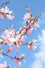 Pink star magnolia 