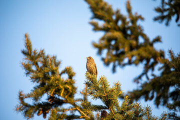 The house finch (Carpodacus mexicanus) sitting on a spruce branch