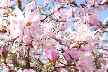Pink star magnolia 