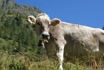 Fototapeta premium Portrait of a young calf grazing in a mountain field