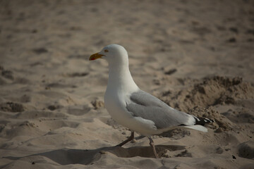Gull hunting for chips in the wild 