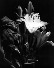 white tulip on black