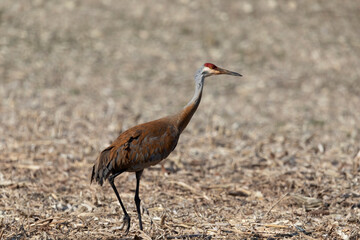 The sanhill cranes on the field