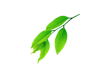 Twigs with beautiful green leaves isolated on a white background.