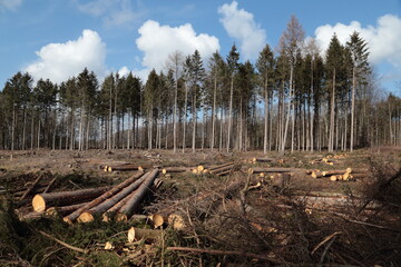 Abholzung 032021