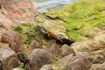 Robin hopping on the rocks by the sea