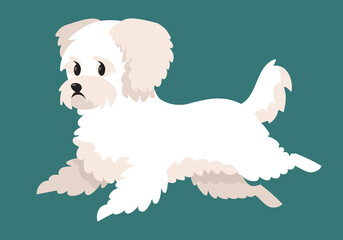 Running Bichon bolognese. Cute dog in cartoon style.