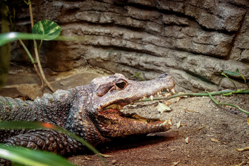 dwarf crocodile fell asleep like a statue with its mouth open and resting. Osteolaemus tetraspis is getting ready for its prey. broad-snouted crocodile while hunting