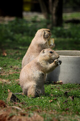 Two of Black-tailed prairie dogs stands on back legs and holds a piece of fruit in its tapes and eats its snack to gain energy for an afternoon fool. Gray Cynomys ludovicianus bites. Funny expression