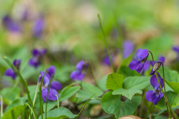 fresh fragrant violoet in soft green plants
