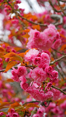 Pink cherry blossoms in april