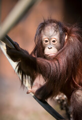 babe orangutan