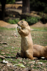 cute Black-tailed prairie dog stands on back legs and holds a piece of fruit in its tapes and eats its snack to gain energy for an afternoon fool. Gray Cynomys ludovicianus bites. Funny expression
