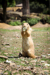 Naklejka na ściany i meble cute Black-tailed prairie dog stands on back legs and holds a piece of fruit in its tapes and eats its snack to gain energy for an afternoon fool. Gray Cynomys ludovicianus bites. Funny expression