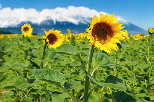 closeup of sunflower field in summer. blurred background of snow capped mountain ridge in the distance