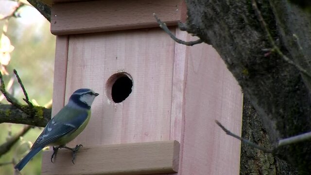 Eine Blaumeise begutachtet den Nistkasten w&auml;hrend Tauben laut gurren (Originalton)