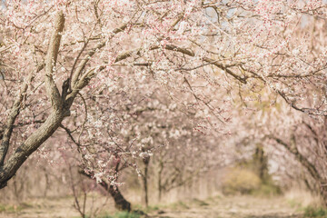 Fototapeta premium Blooming pink apricot flowers on tree branch