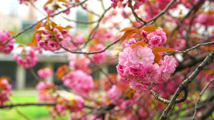 Obraz premium Cherry blossoms bloomed on the river