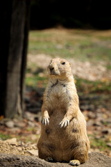 hostile expression of an adult male Black-tailed prairie dog standing on its hind legs watching the impending danger. protecting your young. Cynomys ludovicianus. On watch