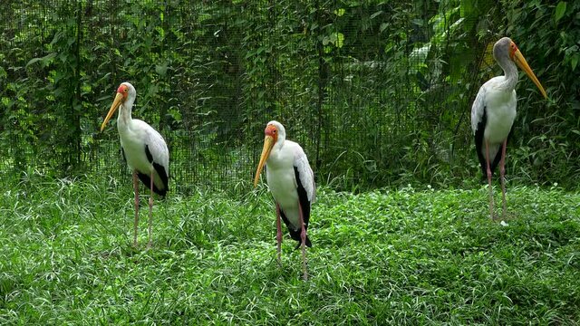 pelicans in malaysia national park.